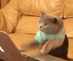 4.gif